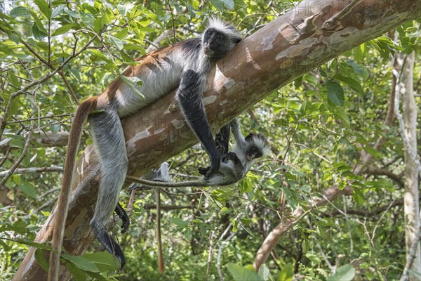 Zanzibar Red Colobus (Procolobus kirkii)