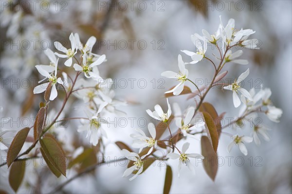 Canadian serviceberry (Amelanchier canadensis)