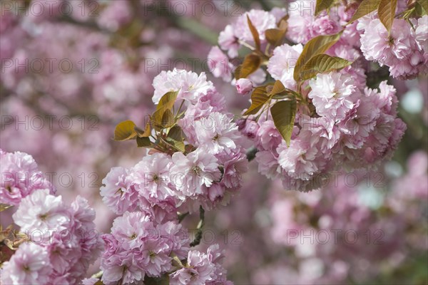 Japanese Cherry (Prunus serrulata)