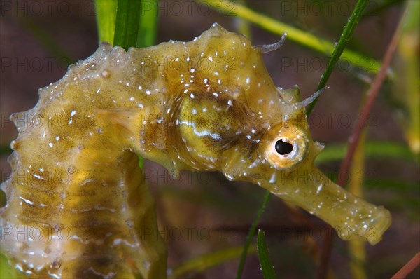 Short-snouted Seahorse (Hippocampus hippocampus)