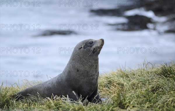 New Zealand sea lion (Phocarctos hookeri) on grass