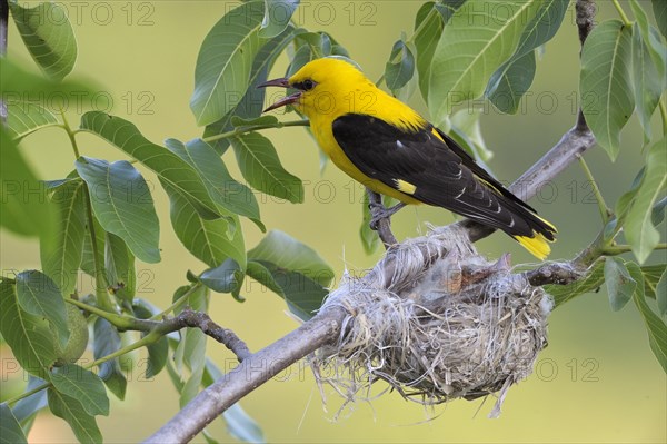 Golden Oriole (Oriolus oriolus)