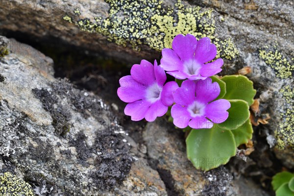 Stinking Primrose (Primula hirsuta)