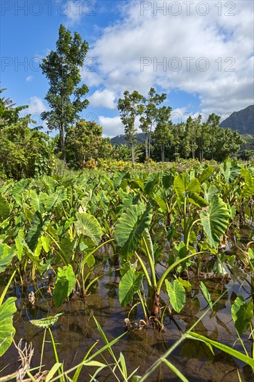 Field with taro plants