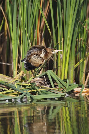 Little Bittern (Ixobrychus minutus)