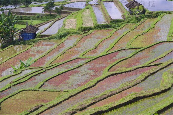 The famous rice terraces of Jatiluwih