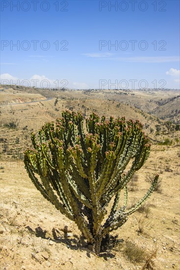 Blooming cactus tree