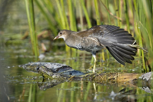 Common Moorhen (Gallinula chloropus)