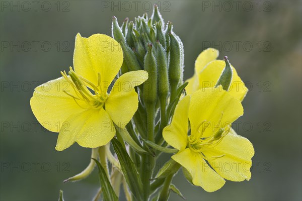 Common evening primrose (Oenothera biennis)