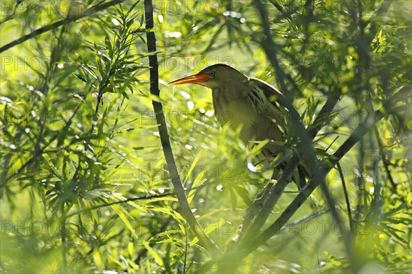 Little Bittern (Ixobrychus minutus)