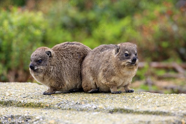 Rock Hyraxes (Procavia capensis)