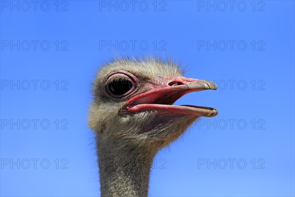 Southern Ostrich (Struthio camelus australis)