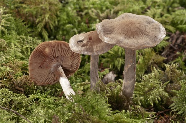 Cortinarius pseudosalor