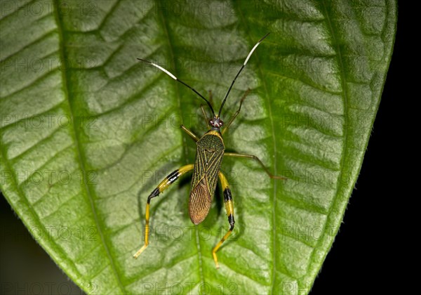 Leaffooted Bug