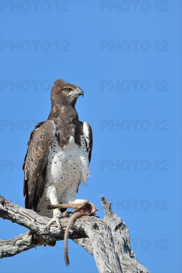 Martial Eagle (Polemaetus bellicosus)