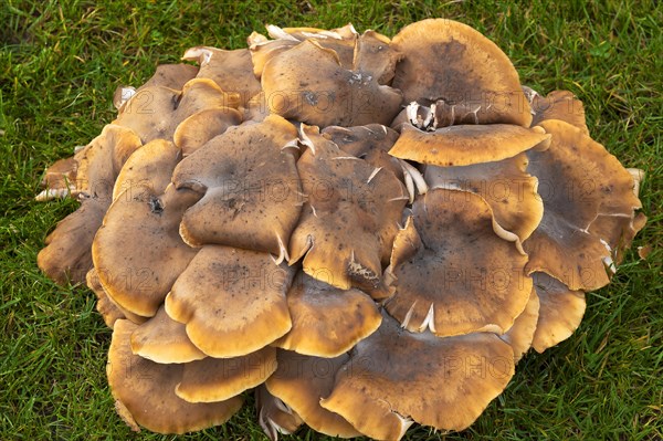 Honey fungus (Armillaria mellea)