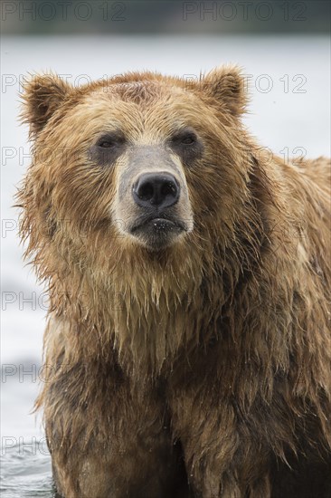 Brown bear (Ursus arctos)