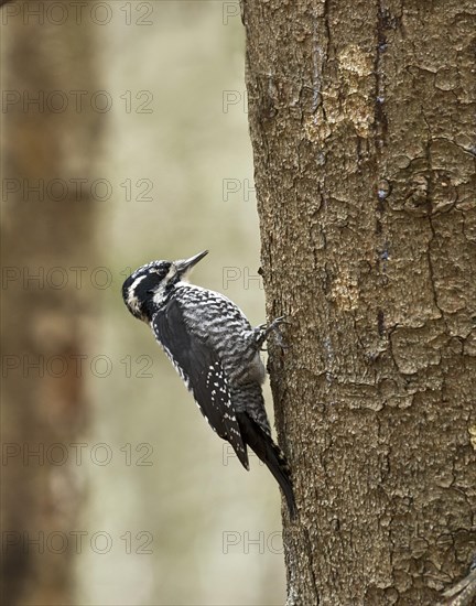 Three-toed woodpecker (Picoides tridactylus)