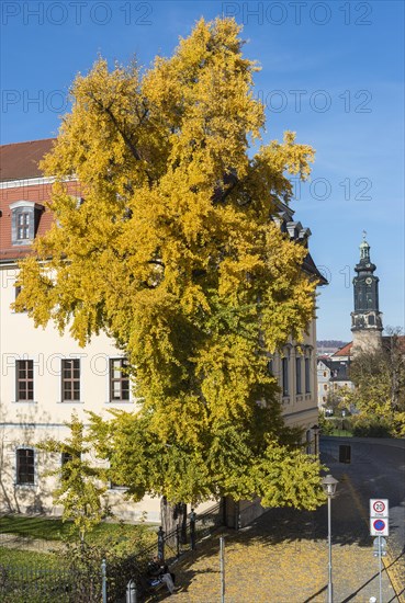Ginkgo tree in autumn colors