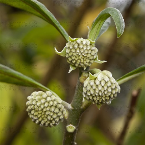 Oriental Paperbush