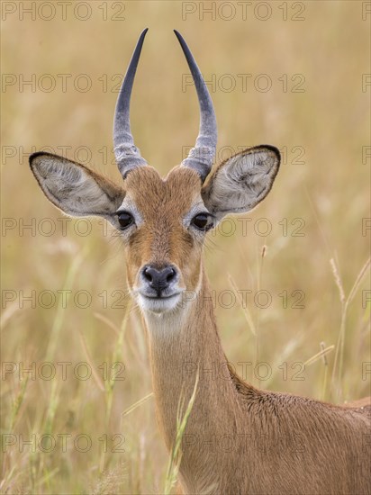 Ugandan Kob (Kobus kob thomasi)