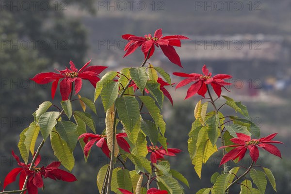 Poinsettias (Euphorbia pulcherrima)