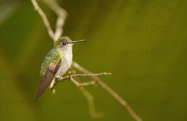 Black-bellied Hummingbird (Eupherusa nigriventris)