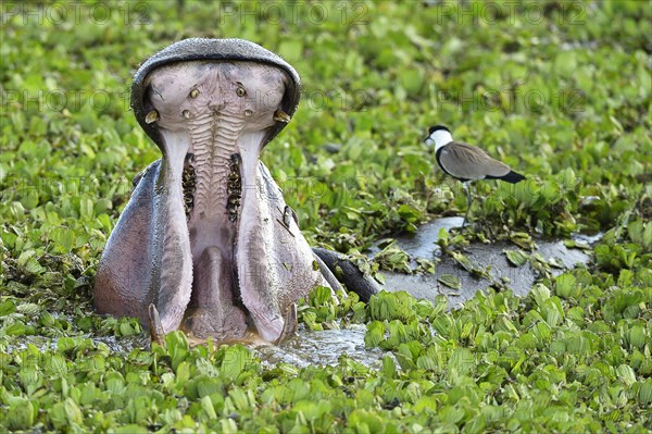 Hippopotamus (Hippopotamus amphibicus)