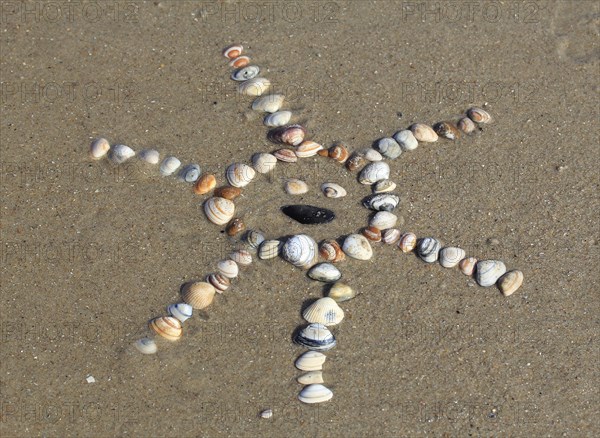 Cockles (Cerastoderma edule) arranged in the shape of a sun in the sand