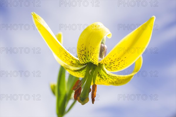 Endemic Pyrenean Lily (Lilium pyrenaicum)