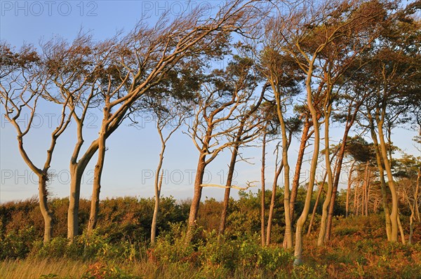 European beeches (Fagus sylvatica) and Scots pines (Pinus sylvestris) in the evening light on the western beach