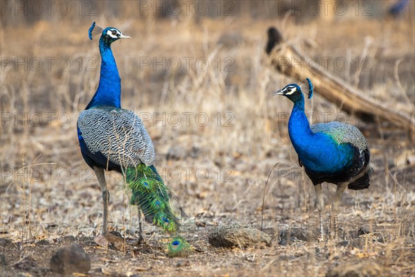 Indian Peafowls (Pavo cristatus)