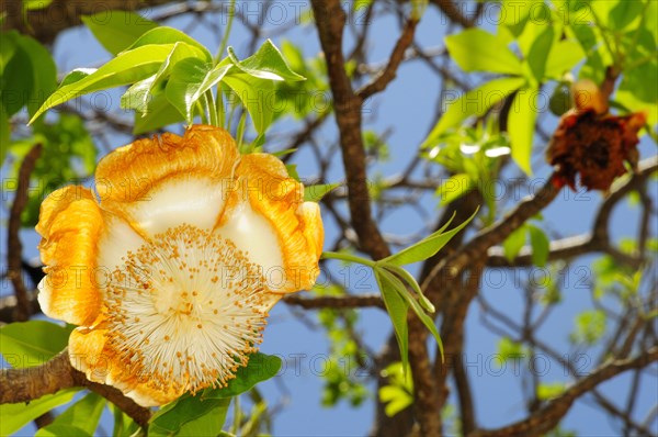 Baobab tree (Adansonia digitata) with blossom