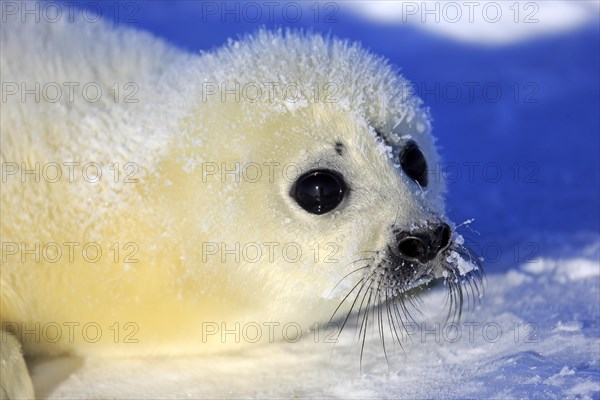 Harp Seal or Saddleback Seal (Pagophilus groenlandicus