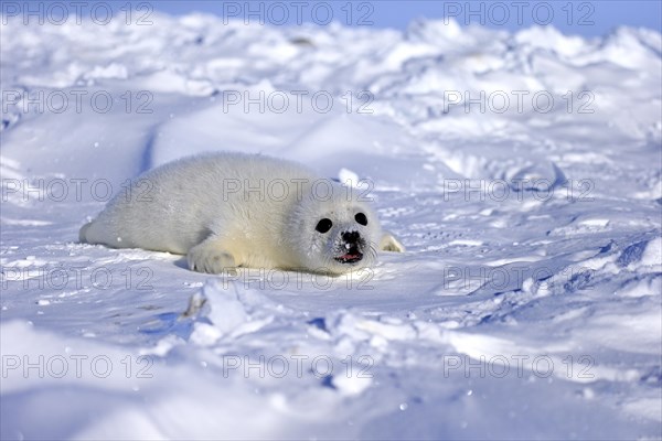 Harp Seal or Saddleback Seal (Pagophilus groenlandicus