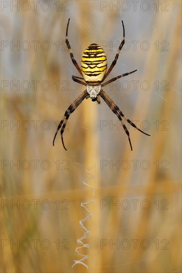 Wasp Spider or Orb-weaving Spider (Argiope bruennichi) on a spider's web