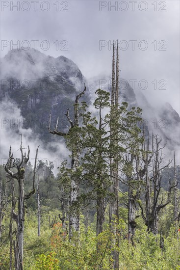 Dead trees in front of mountains with fresh snow