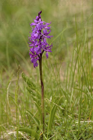 Early Purple Orchid (Orchis mascula)