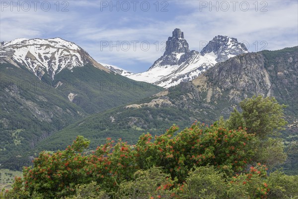 Snowy mountains and Chilean fire bush