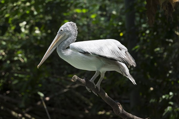 Spot-billed Pelican or Grey Pelican (Pelecanus philippensis)