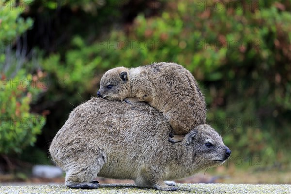 Rock Hyrax (Procavia capensis)