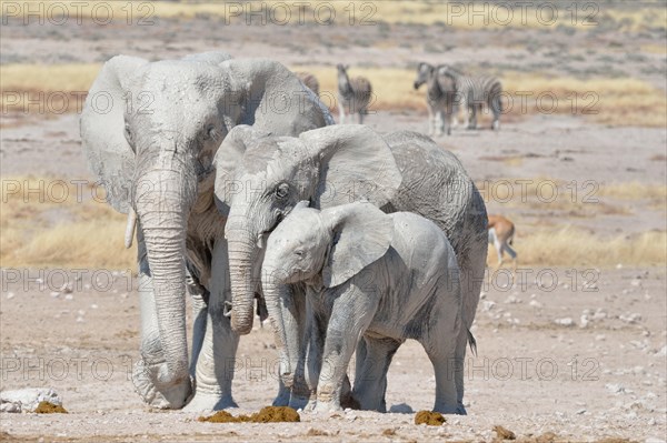 African Elephants (Loxodonta africana)