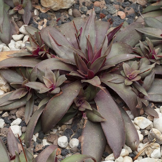 Crassula orbicularis var. rosularis