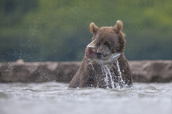 Brown bear (Ursus arctos)