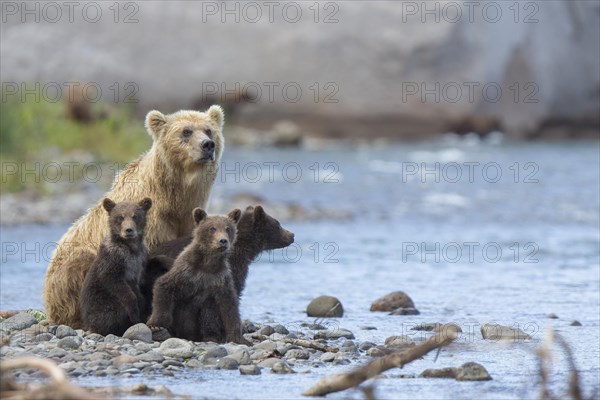 Brown bear (Ursus arctos)