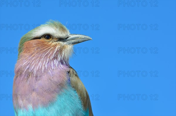 Lilac-breasted Roller (Coracias caudatus)