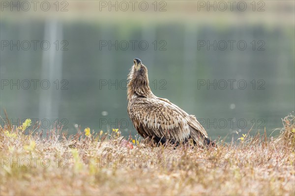 Young Eagle (Haliaeetus albicilla)