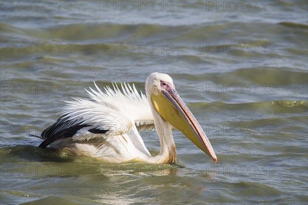 Great White Pelican (Pelecanus onocrotalus)