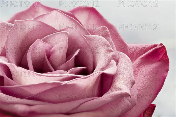 Pink rose