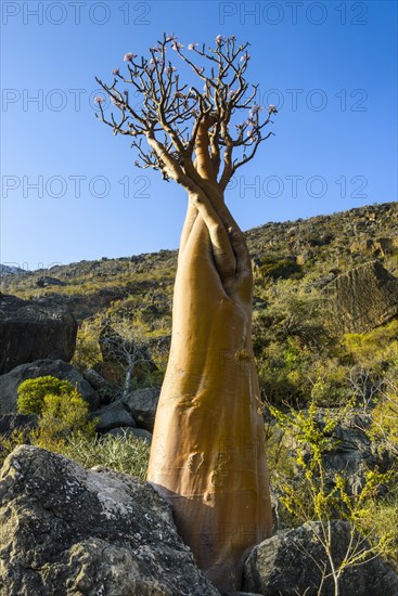 Bottle Tree (Adenium obesum) in bloom